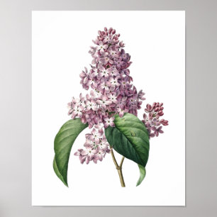 Impression botanique de LILAC original par Redoute