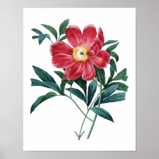 Impression botanique de PEONY original par Redoute
