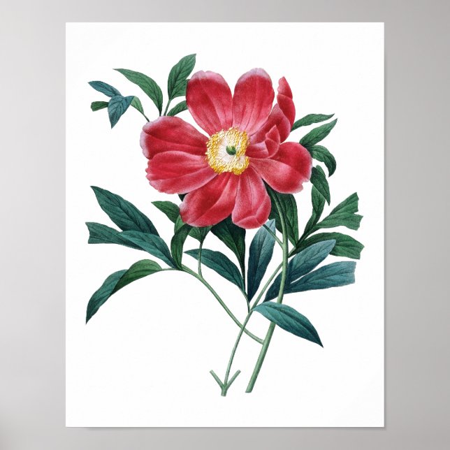 Impression botanique de PEONY original par Redoute (Devant)
