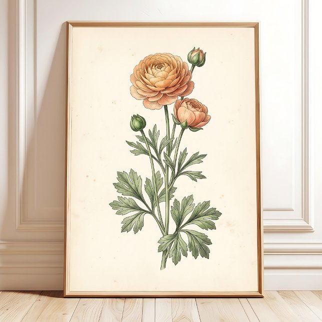 Impression botanique de Ranunculus Galerie Art Pri (Créateur téléchargé)