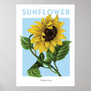 Impression botanique de tournesol Vintage