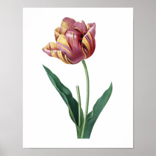 Impression botanique de TULIP original par Redoute