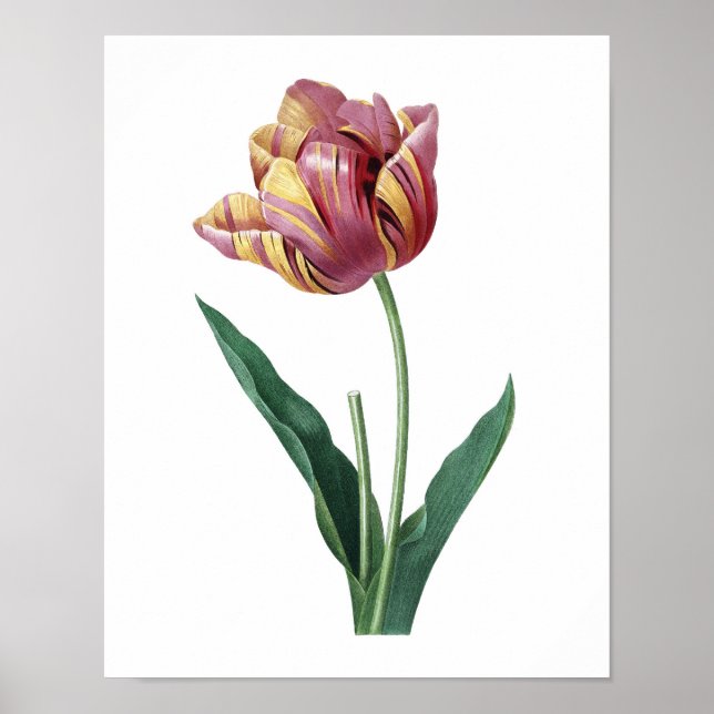 Impression botanique de TULIP original par Redoute (Devant)