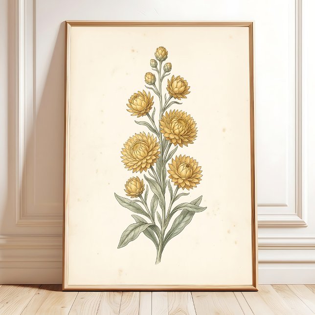 Impression botanique d'Helichrysum Art Print Vinta (Créateur téléchargé)