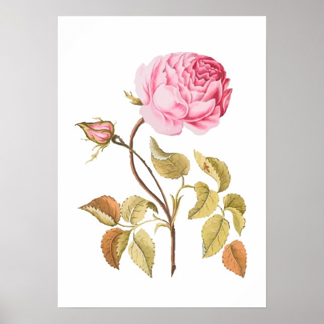 Impression botanique rose vintage (Devant)