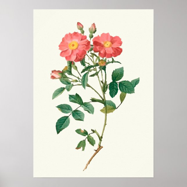 Impression botanique rose vintage (Devant)