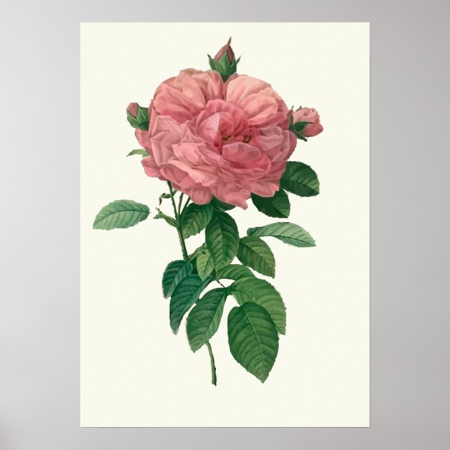 Impression botanique rose vintage (Devant)