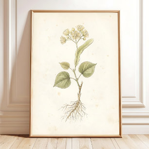 Impression botanique vintage de fleurs de tilleul