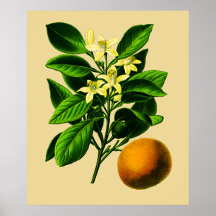 Impression botanique vintage d'orange douce