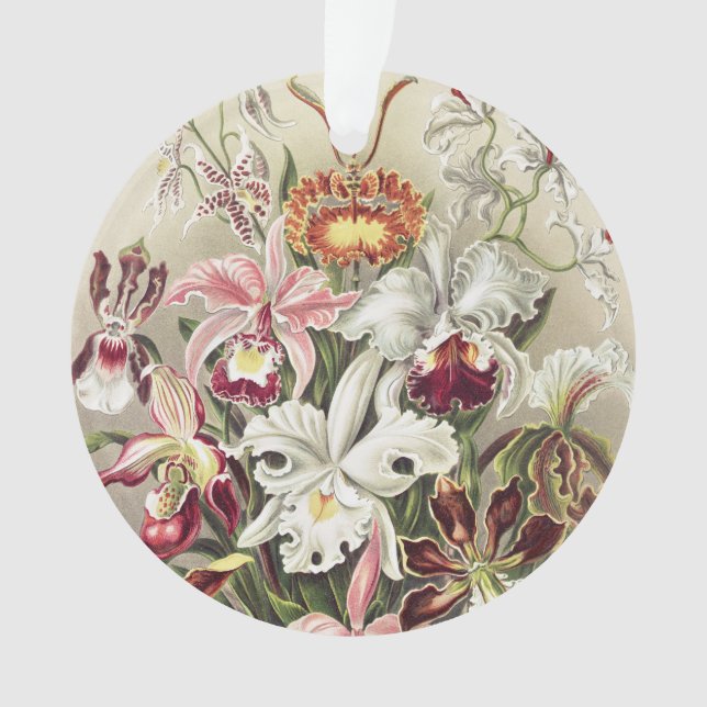 Impression botanique vintage d'orchidée par Ernst  (devant)