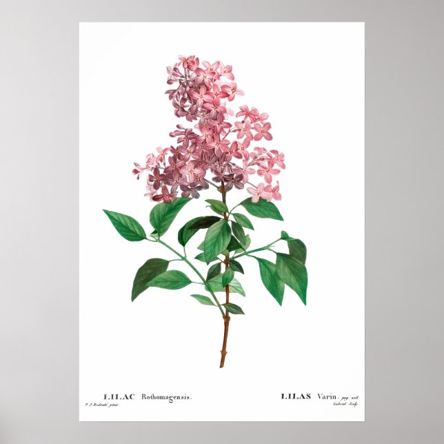 Impression botanique vintage d'une affiche lilas c (Devant)