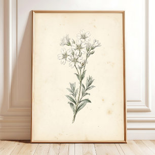 Impression botanique vintage 'Neige en été'