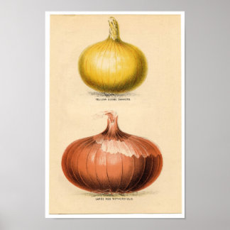 Impression botanique vintage - Oignons