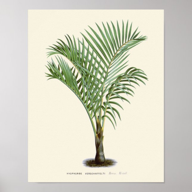 Impression botanique vintage Palm (Devant)