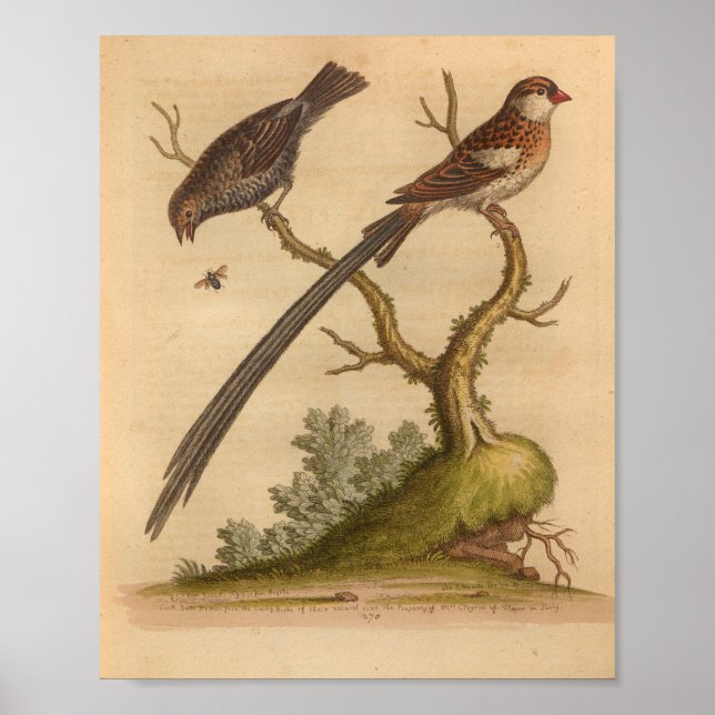 Impression Brown longue queue vintage Bird (Devant)