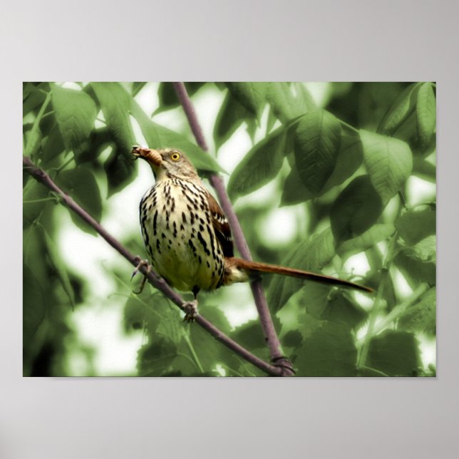 Impression Brown Thrasher (Devant)