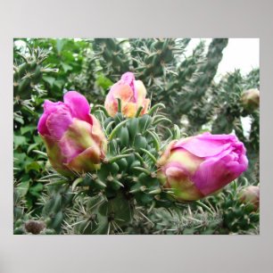 Impression Cactus rose