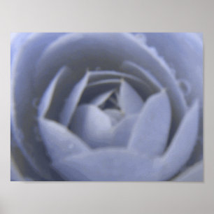Impression Camellia Frozen Beauty