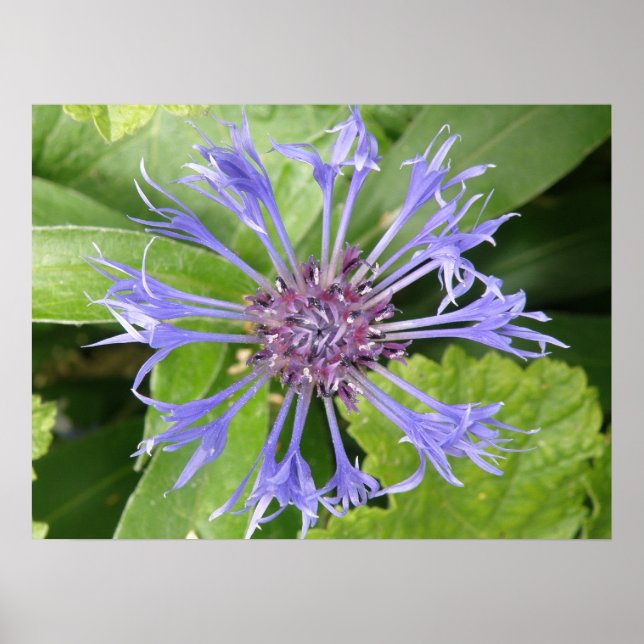 Impression Cornflower bleue (Devant)
