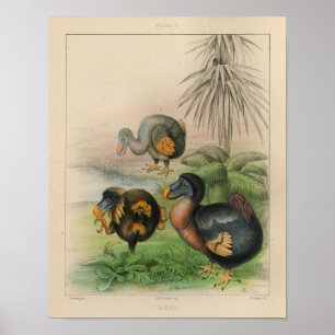 Impression couleur 1866 de cru d'oiseau de dronte