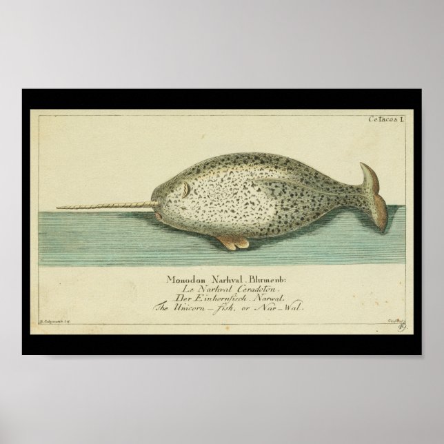 Impression couleur vintage Narwhal Whale (Devant)