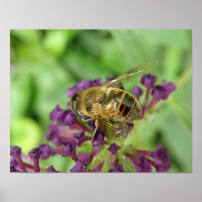 Impression d'abeille domestique et de fleurs viole (Devant)