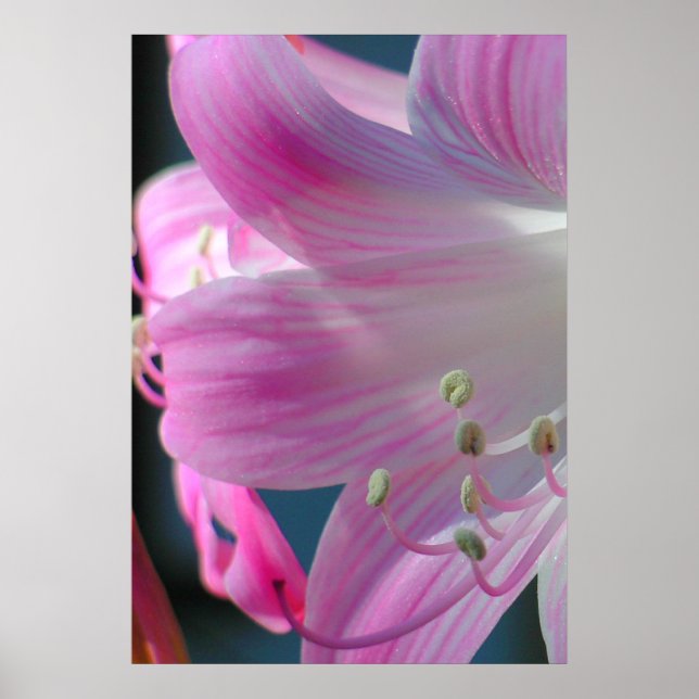 Impression d'accolade rose (Devant)