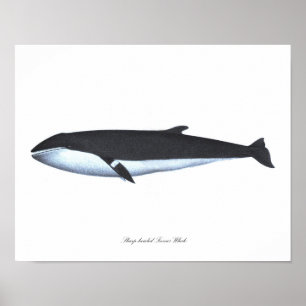 Impression d'affiche de baleines #16 Nautical Home