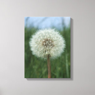 Impression Dandelion Canvas