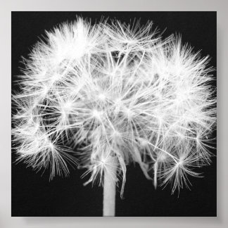 Impression Dandelion Canvas