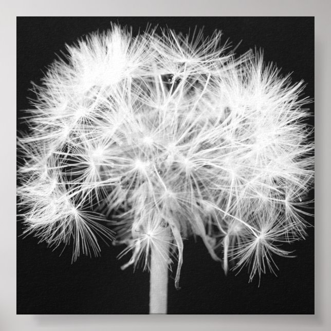 Impression Dandelion Canvas (Devant)