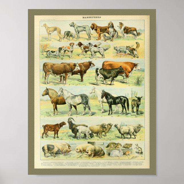 Impression d'animaux de ferme couleur vintage (Devant)