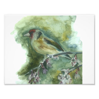 Impression d'aquarelle d'oiseau du jardin Goldfinc