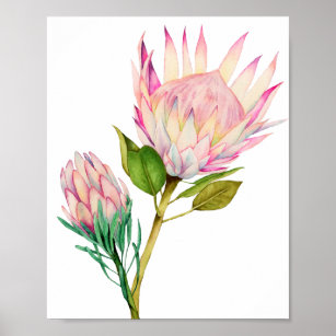 Impression d'aquarelle King Protea Flowers