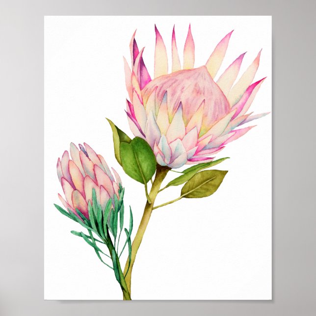 Impression d'aquarelle King Protea Flowers (Devant)