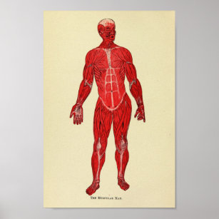 Le squelette humain et le système musculaire, vue de face de Stocktrek  Images en poster, tableau sur toile et plus