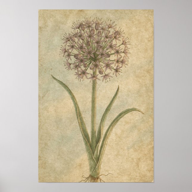 Impression d'art botanique d'Allium (Devant)