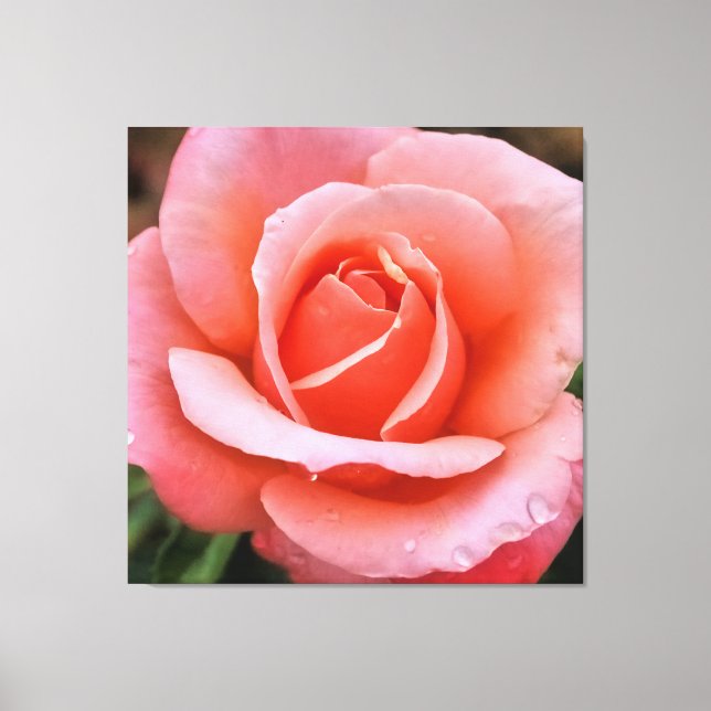 Impression d'art botanique Rose romantique (Recto)