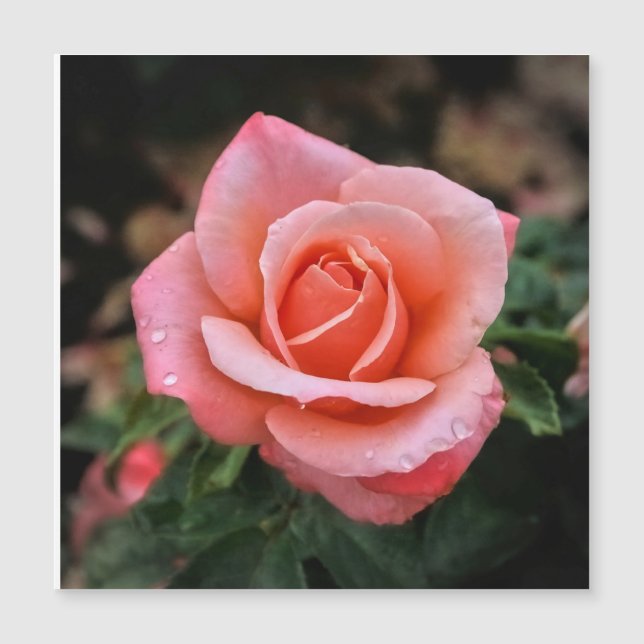Impression d'art botanique Rose romantique (Devant)