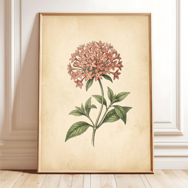 Impression d'art de fleur de Pentas vintage (Créateur téléchargé)