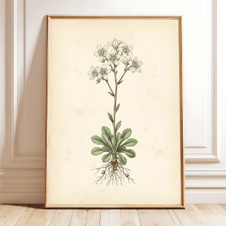 Impression d'art de galerie murale de Saxifrage bo
