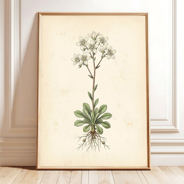 Impression d'art de galerie murale de Saxifrage bo (Créateur téléchargé)