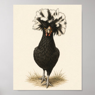 Impression d'art de poule polonaise, Ki vintage de