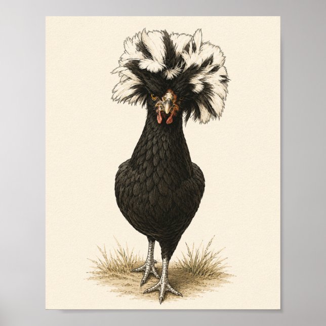 Impression d'art de poule polonaise, Ki vintage de (Devant)