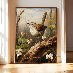 Impression d'art de Troglodyte de Bewick Affiche,
