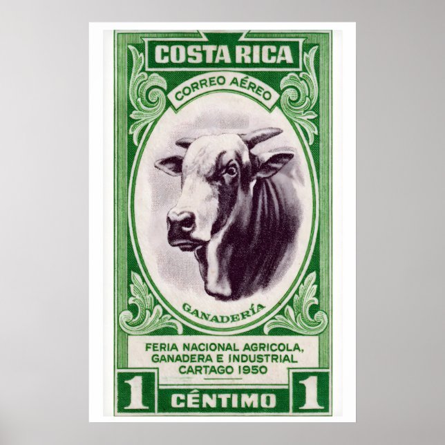 Impression d'art de vache à cornes du Costa Rica,  (Devant)