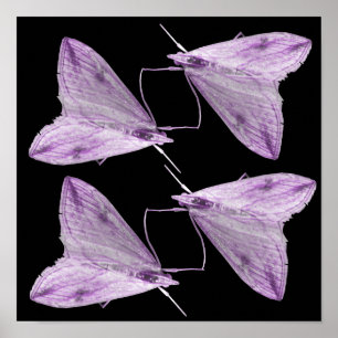 Impression d'art du papillon de nuit violet