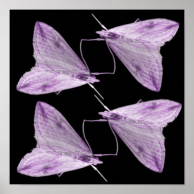 Impression d'art du papillon de nuit violet (Devant)