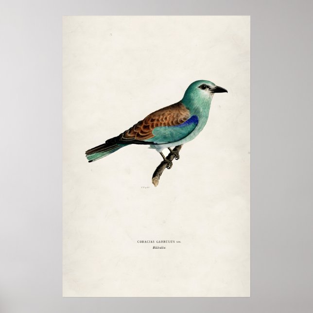 Impression d'art fin mat Bird Rollier Européen Vin (Devant)