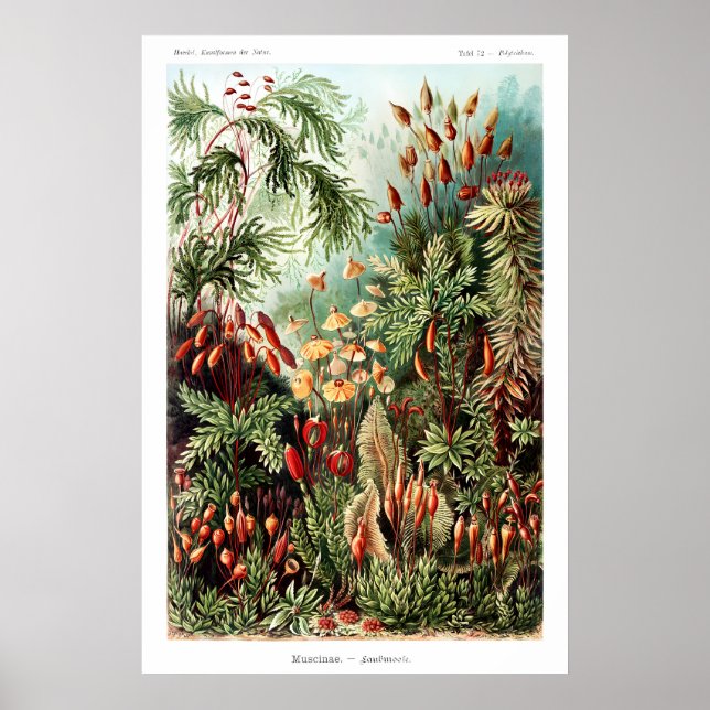 Impression d'art fin mat de botanique victorienne. (Devant)